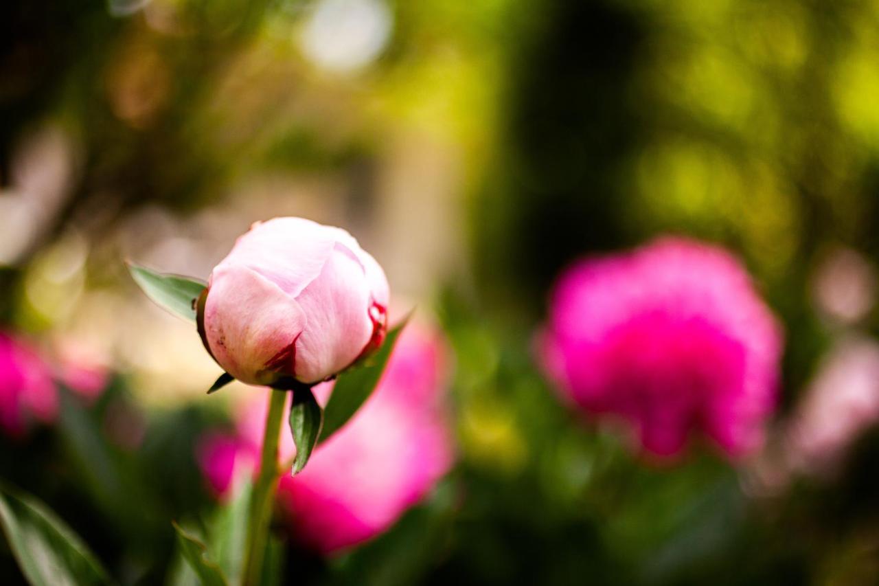 Apartmán Mirguet Au Jardin Saint-Elix-le-Chateau Exteriér fotografie